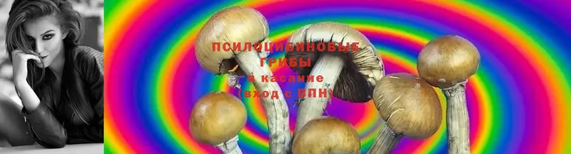 магазин  наркотиков  Новая Ляля  Галлюциногенные грибы Cubensis 